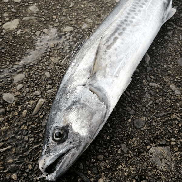 【連載】久しぶりの釣りなのに超バッドコンディション！駿河湾船夜タチ釣行レポート!