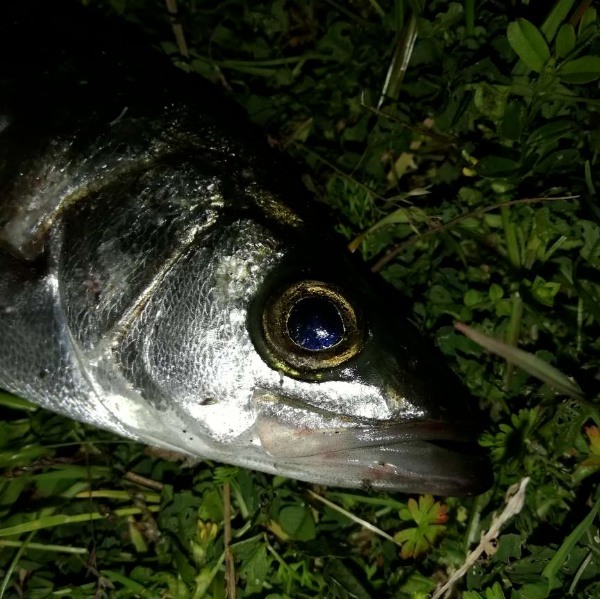 【連載】伊豆に行くならこんな釣り！魅力に交通、おすすめタックルを解説！