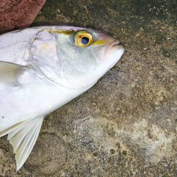 【連載】夏本番の伊豆！常夜灯回りは豆アジだらけ！