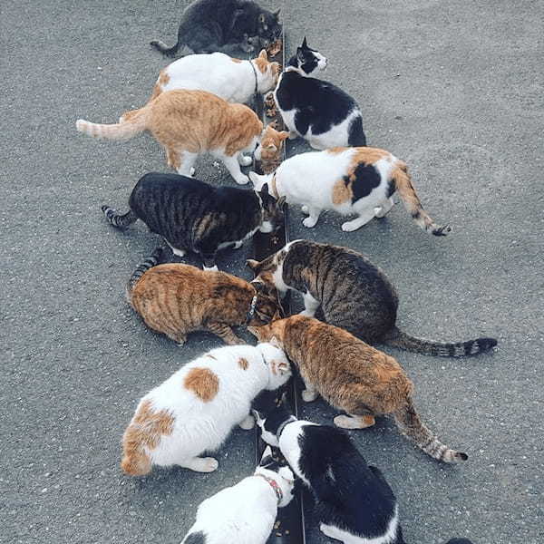 猫好きなら一度は行きたい『じゃらん』おすすめの猫スポット5選