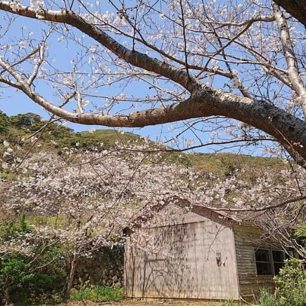 高知県の離島に行こう。宿毛市の「沖の島」がおすすめ!