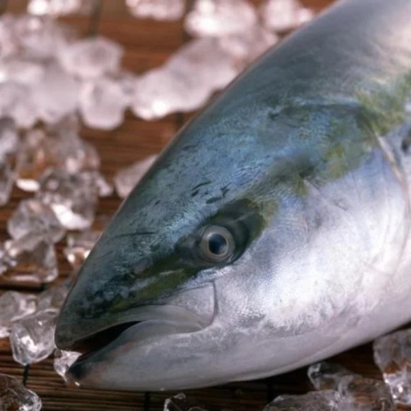 カンパチは出世魚?ブリ、ヒラマサは仲間?見分け方と違いを徹底比較!