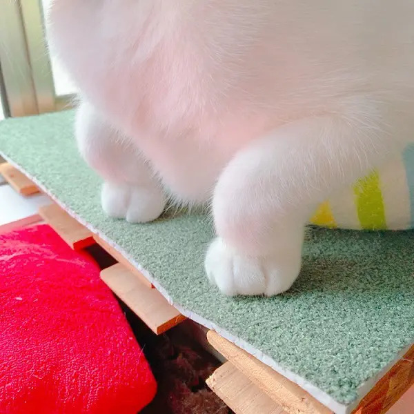 三つ指?マイケルジャクソン? 愛猫の手の形に「なにそれ?」