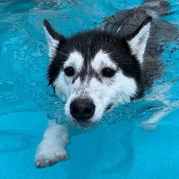ダンディーすぎるハスキー犬が話題 「次元大介」や「ゴルゴ13」を連想する人も