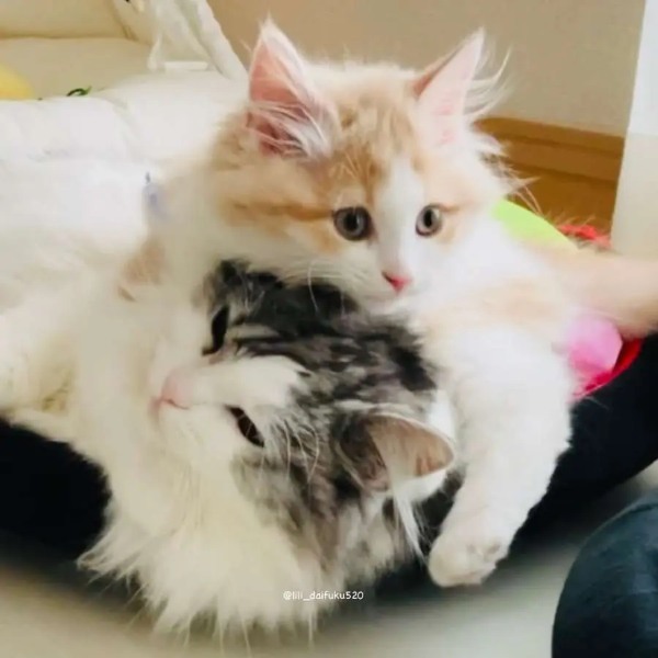 1年前の姿と現在の姿　大きく成長した愛猫の姿に飼い主感涙