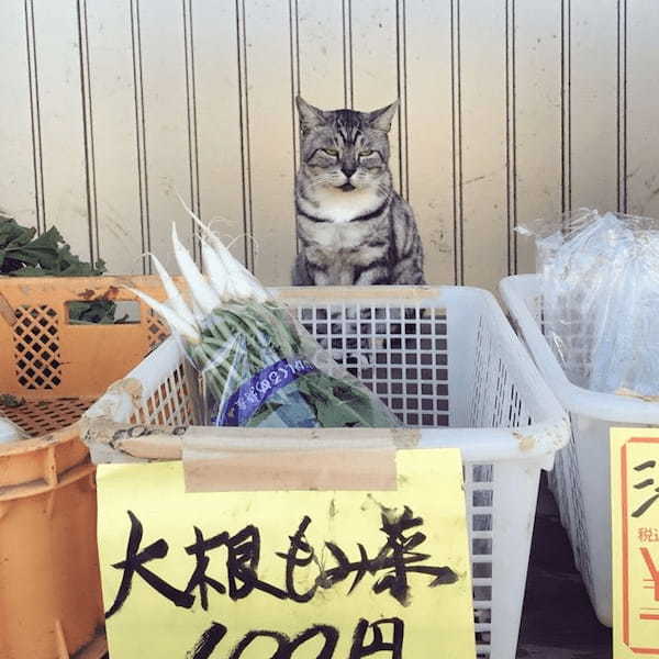 野菜の無人販売所に現れたかわいすぎる店員さん!これは買わずにはいられない!