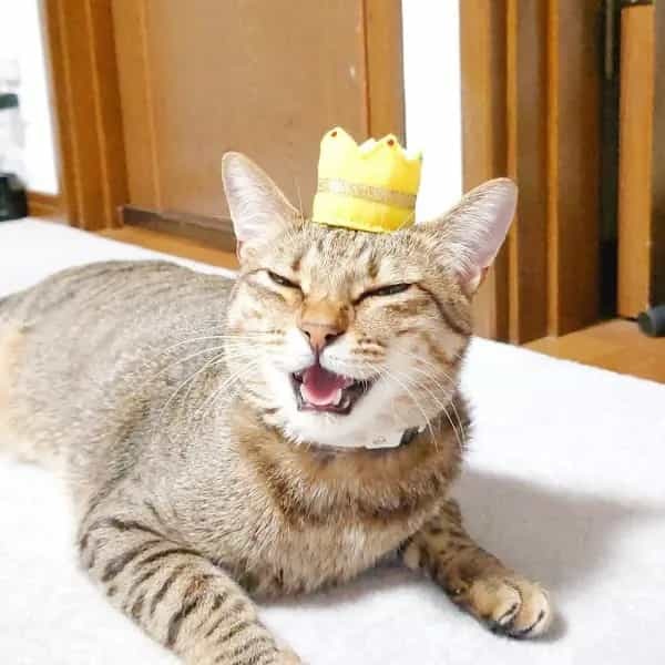 雲泥の差　相手によって態度を変える愛猫に飼い主も爆笑
