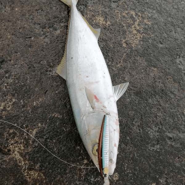 【連載】コレだけ覚えておけばOK!釣りライターが使ってる糸の結びを紹介!