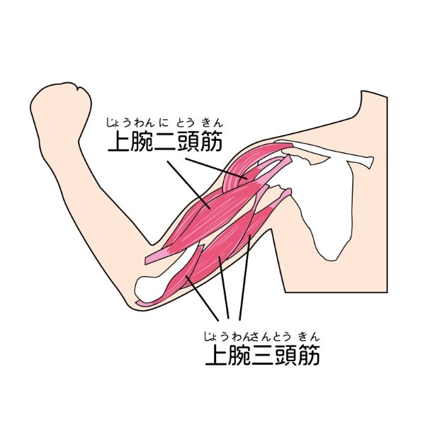 ダンベルプレスで分厚い胸板を作る！正しいやり方と効果を高めるコツを紹介！