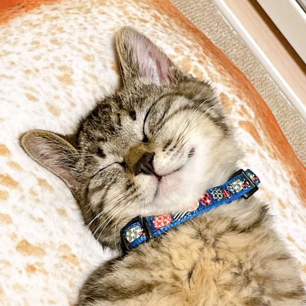 手足をピン!子猫の自由すぎる寝相に飼い主も仰天「何その寝方は」