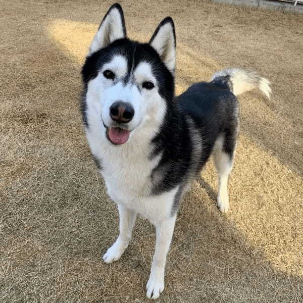 ダンディーすぎるハスキー犬が話題 「次元大介」や「ゴルゴ13」を連想する人も