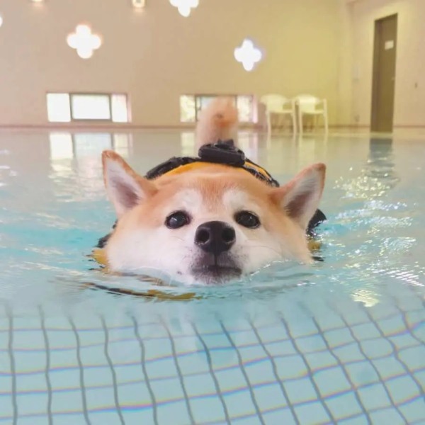 水泳大好き柴犬さん　プールに入る前からエア犬かきでイメトレばっちり