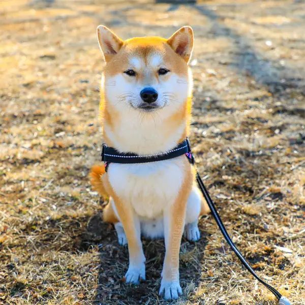 微笑みの柴犬現る!幸せそうに眠る表情が笑っているみたい