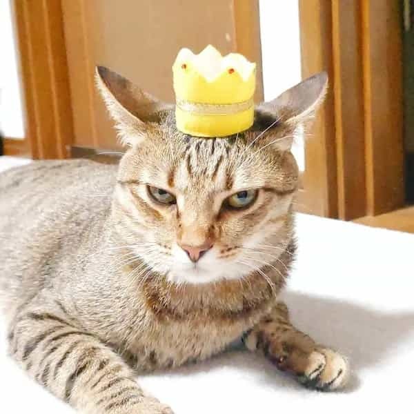 雲泥の差　相手によって態度を変える愛猫に飼い主も爆笑