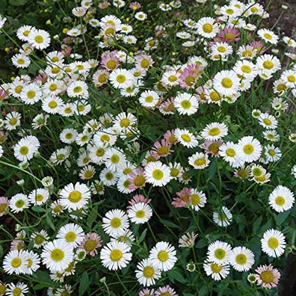 ガーデニング初心者におすすめな植えっぱなしOKな育てやすい花13選！
