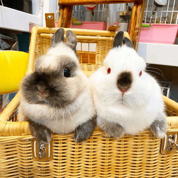 お目目パッチリまつ毛ファサっ　目元がチャームポイントなうさぎさん