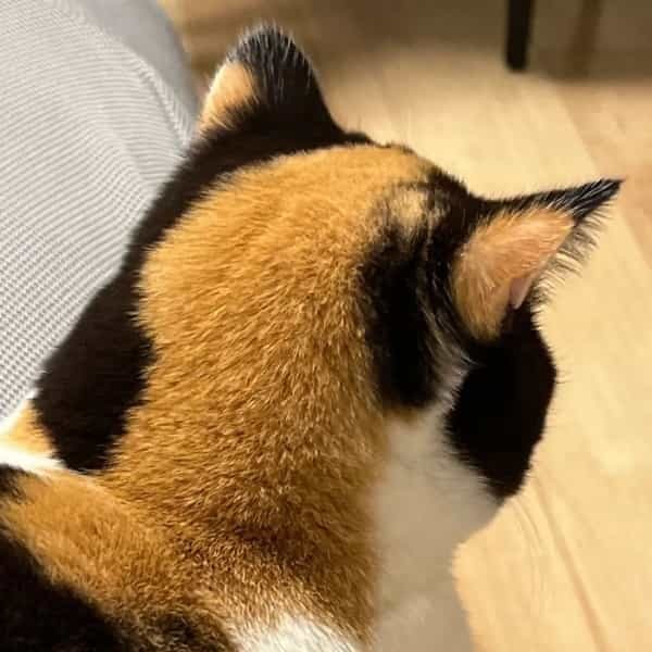 リアルすねこすり? 三毛猫ちゃんの丸みを帯びたナイスバディ