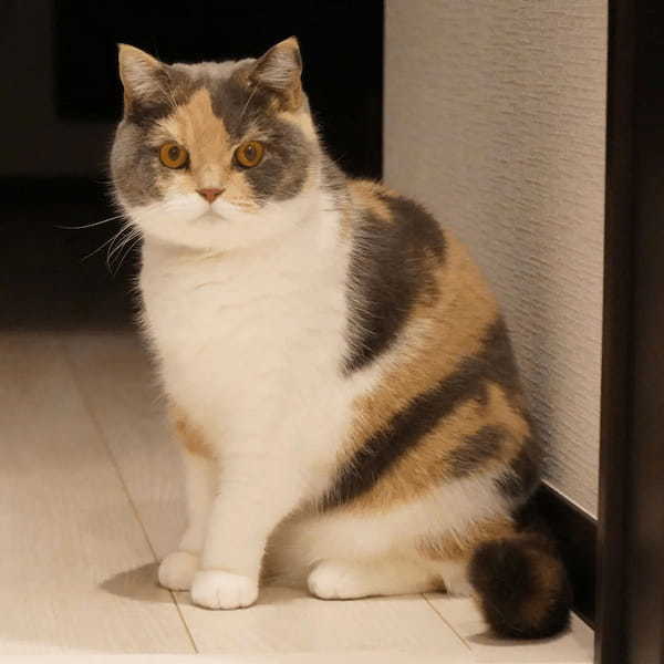 猫はキャットタワーでも丸くなる 飼い主も思わず一言「あまりにも丸い……」