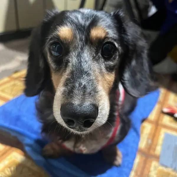 ストーブの前で居眠りするおじいちゃん犬に癒やされる