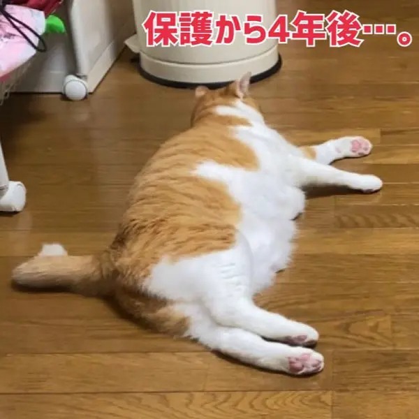 これも一種の「幸せ太り」?元保護猫4年間のビフォー&アフター
