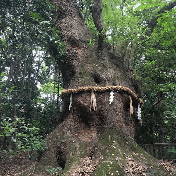 野菜や果物から始まる野菜ソムリエ的旅の組み立て方～名古屋への旅（ハイビスカスローゼル）