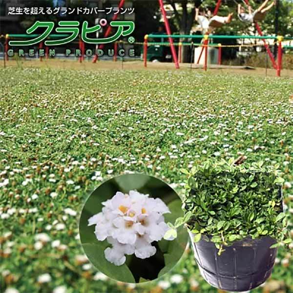 ガーデニング初心者におすすめな植えっぱなしOKな育てやすい花13選!