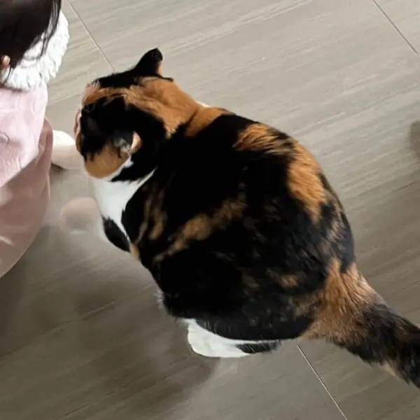 体が縮んだ!?不思議すぎる猫の体の動きを激写 まるでマンガのよう
