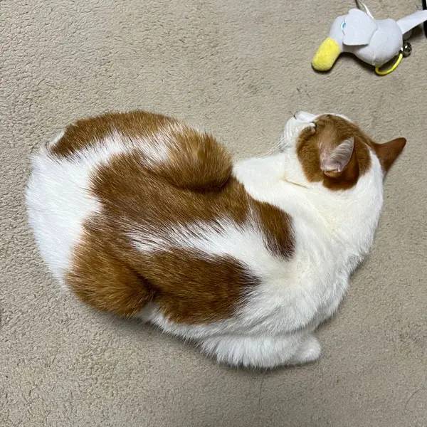 ゴメン寝、ツチノコ寝の次は「チキン寝」?猫の変な寝相に新種