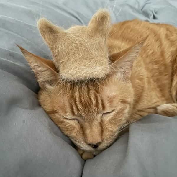 ニャンというリメイク　愛猫の抜け毛で帽子を作った飼い主