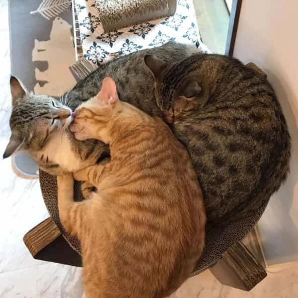 キジトラと茶トラのハーフ＆ハーフです　愛トッピングの猫ピザに購入希望者続出
