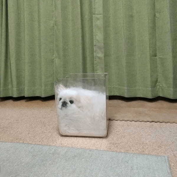 液体化するのは猫だけじゃなかった 生クリームみたいになった犬