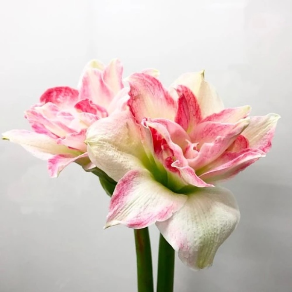 【連載】室内でも楽しめる鉢植えはどれ？初心者にもおすすめの春の花鉢をご紹介