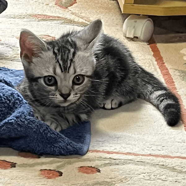 電池切れして爆睡中の子猫さん ちょいちょいっ……飼い主にちょっかいをかけられてもスヤー