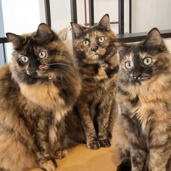 これはお見事!サビ猫さんの美しい猫ドリルの瞬間を激写