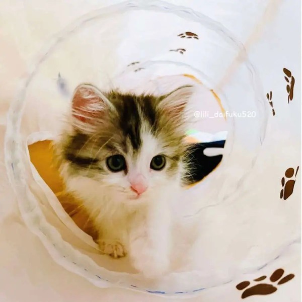 1年前の姿と現在の姿　大きく成長した愛猫の姿に飼い主感涙