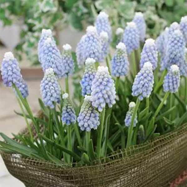 ガーデニング初心者におすすめな植えっぱなしOKな育てやすい花13選!
