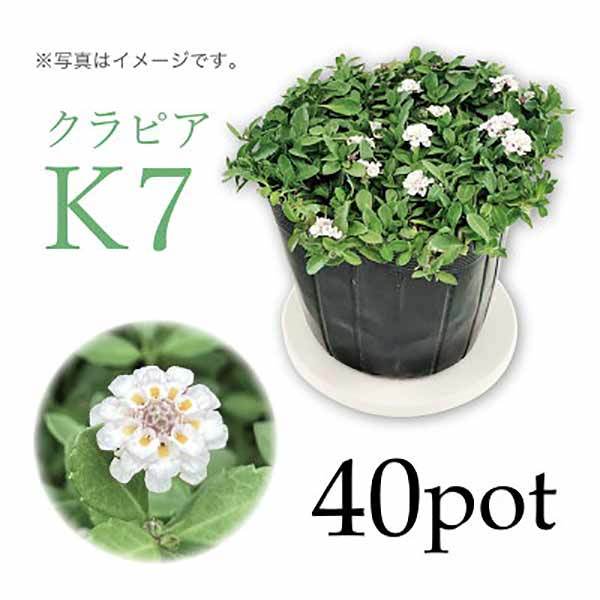 ガーデニング初心者におすすめな植えっぱなしOKな育てやすい花13選!