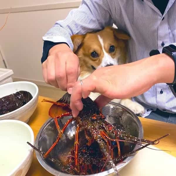 伊勢海老に大興奮　テンション爆上がりが100％顔に出ちゃった犬