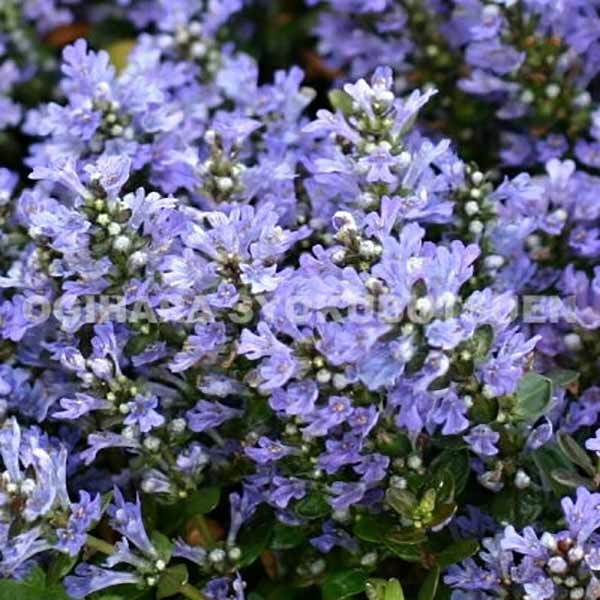 ガーデニング初心者におすすめな植えっぱなしOKな育てやすい花13選！