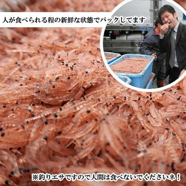 オキアミ釣りの基礎!価格から付け方、仕掛け、釣り方までご紹介!