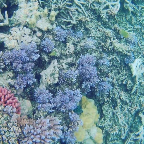 【ニューカレドニア】ハネムーンにおすすめ！メトル島の水上コテージがとってもロマンチック♪カラフルな珊瑚礁や魚も魅力！