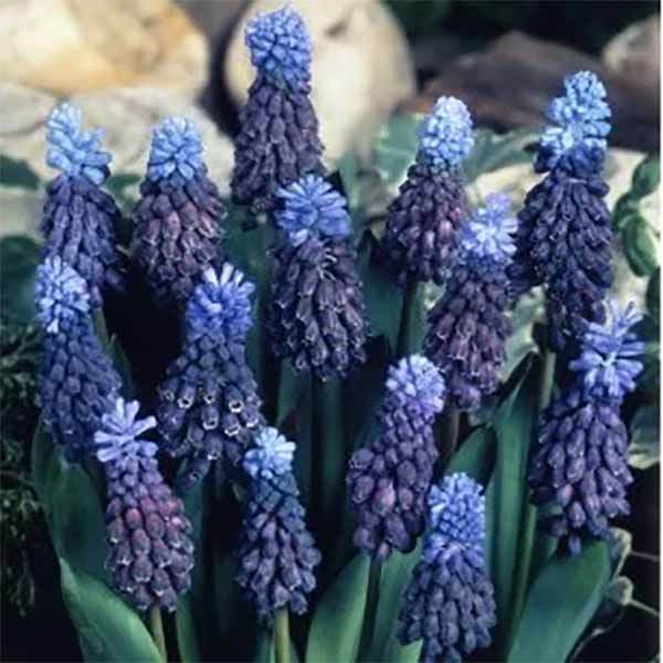 ガーデニング初心者におすすめな植えっぱなしOKな育てやすい花13選!