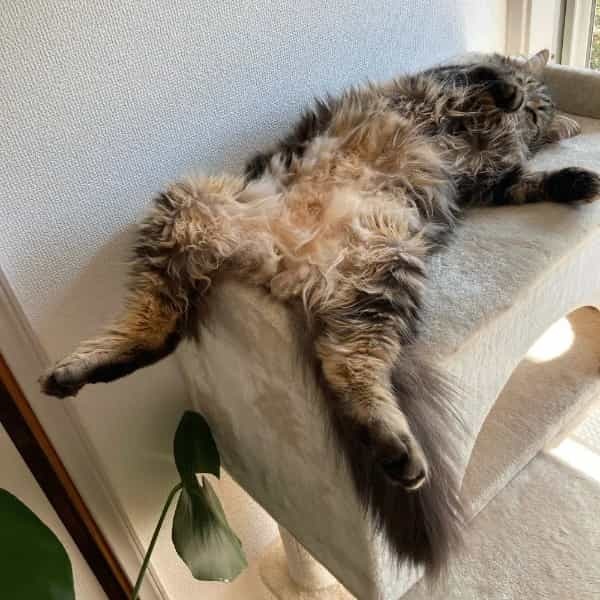 爆睡中の猫が完全に警戒心0　無防備すぎるポーズに飼い主も爆笑