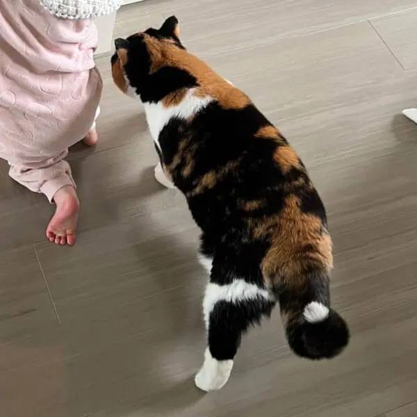 体が縮んだ!?不思議すぎる猫の体の動きを激写 まるでマンガのよう