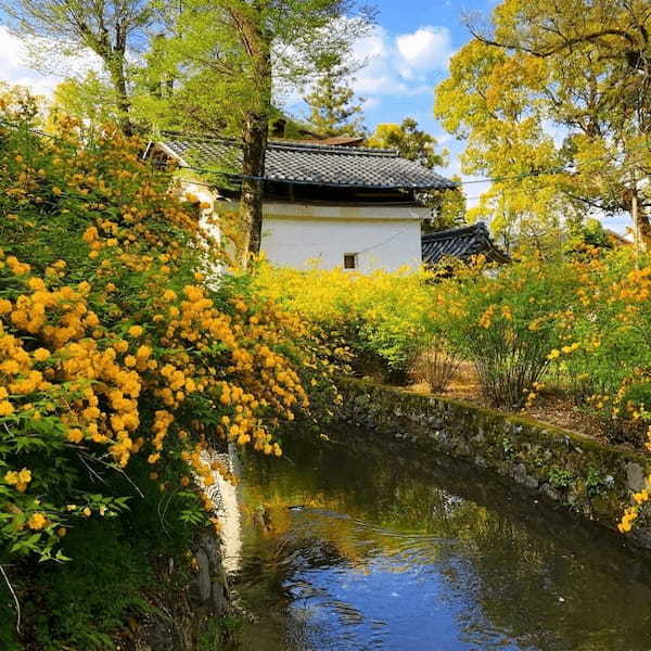 松尾大社(京都)の完全ガイド~お酒の神様の由来や境内の見どころなど~