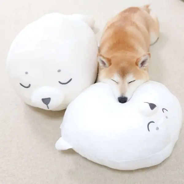まるで双子!柴犬とアザラシの満面の笑みに癒やされる