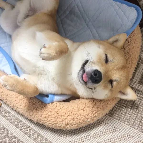 「なでられ催促」する柴犬の写真が話題 甘える視線が尊い