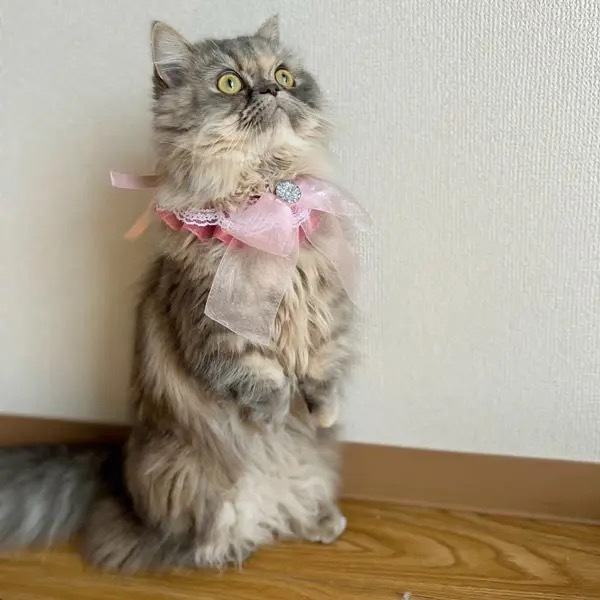 ご飯はいつ出てくるのかニャ……自動給餌器の前でお行儀良く待つ猫