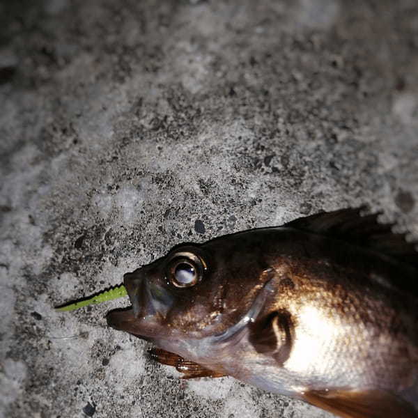 【連載】厳しい時はライトワインド！冬でも遊べる小物釣りを実釣レポート！