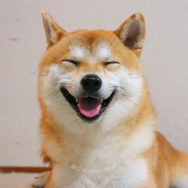 微笑みの柴犬現る!幸せそうに眠る表情が笑っているみたい